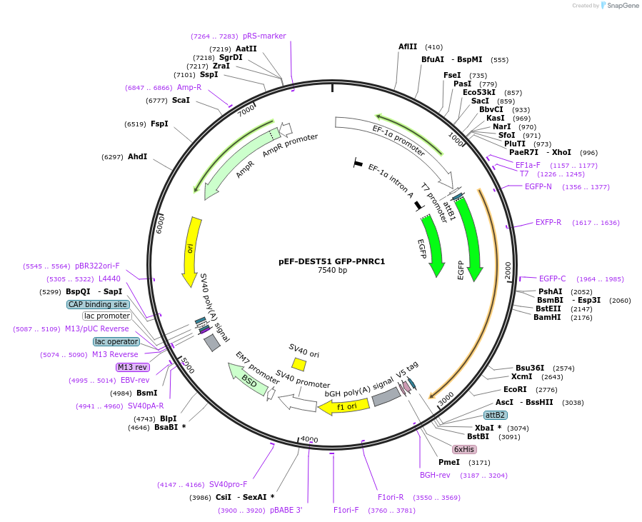 123295-plasmid-map-sequence-id-239378