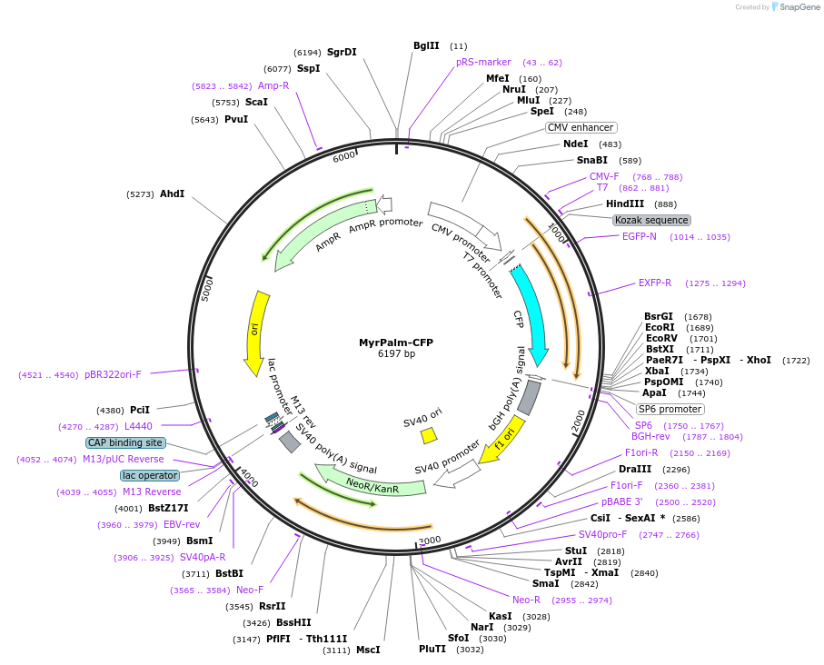 14867-plasmid-map-sequence-id-239394