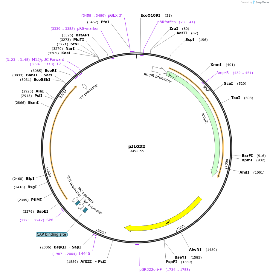 122855-plasmid-map-sequence-id-239397
