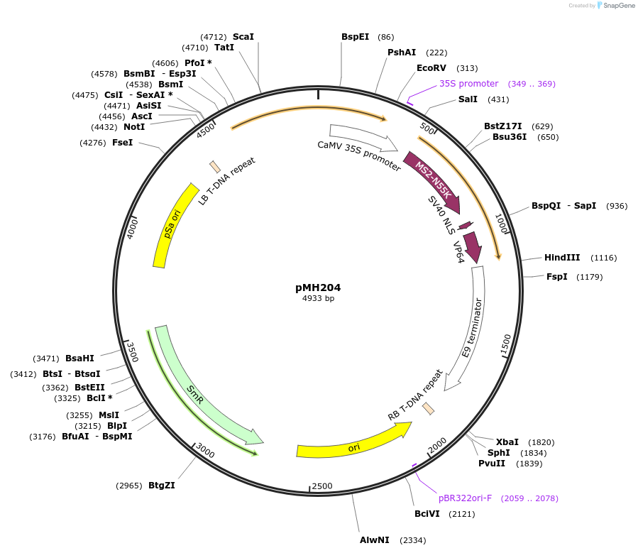 122860-plasmid-map-sequence-id-239401