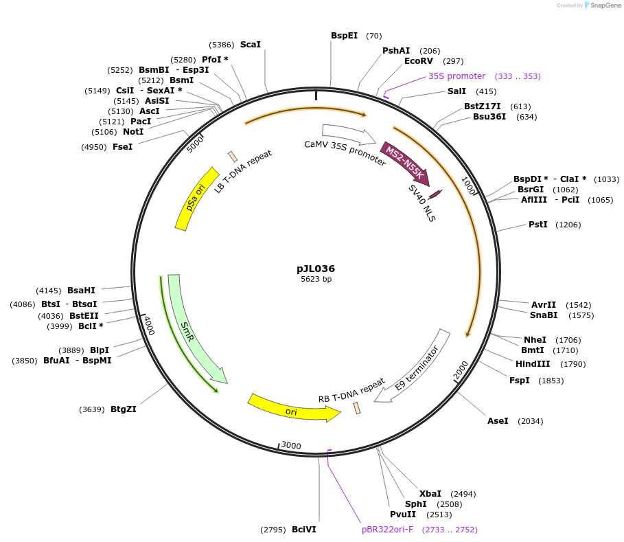 122864-plasmid-map-sequence-id-239408