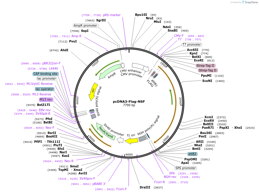 74924-plasmid-map-sequence-id-239417