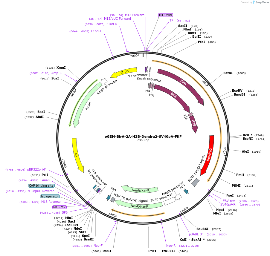 119864-plasmid-map-sequence-id-239418