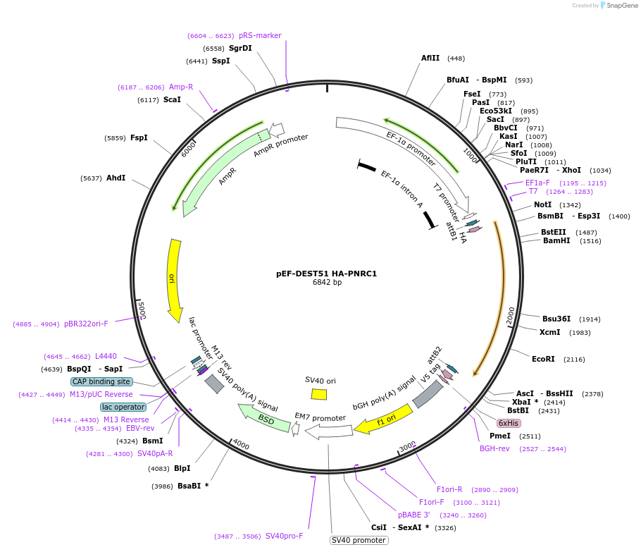 123294-plasmid-map-sequence-id-239425