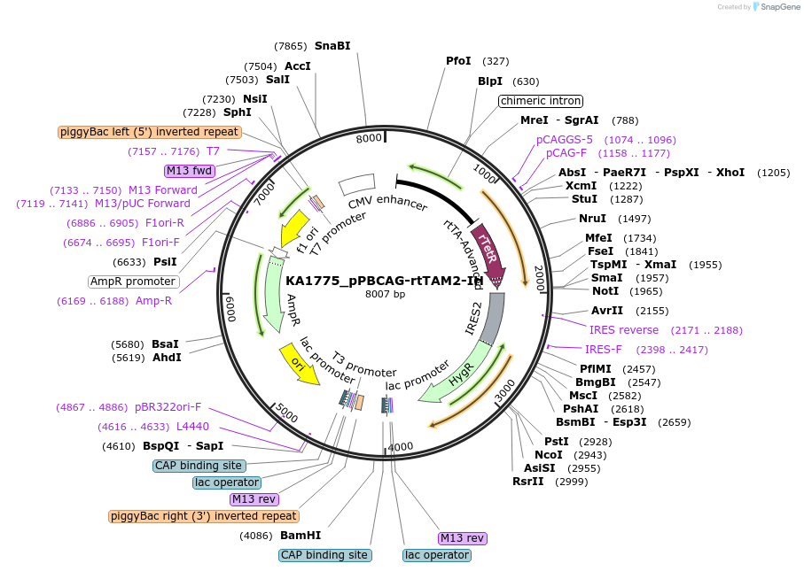 124167-plasmid-map-sequence-id-239459