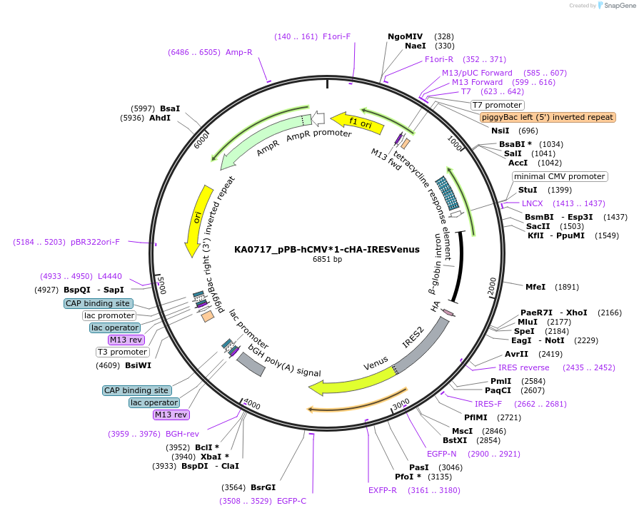 124168-plasmid-map-sequence-id-239462