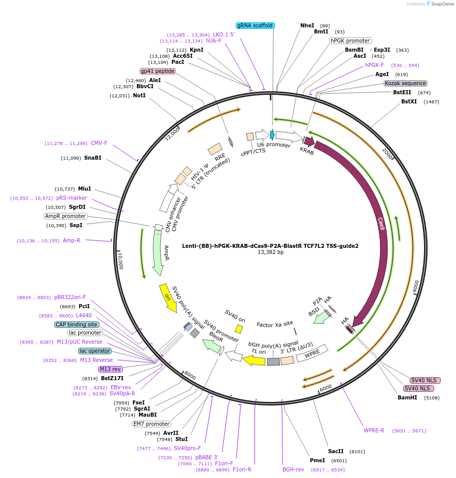 118170-plasmid-map-sequence-id-239471