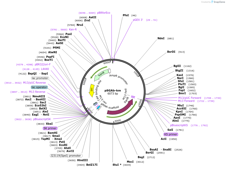 121999-plasmid-map-sequence-id-239475