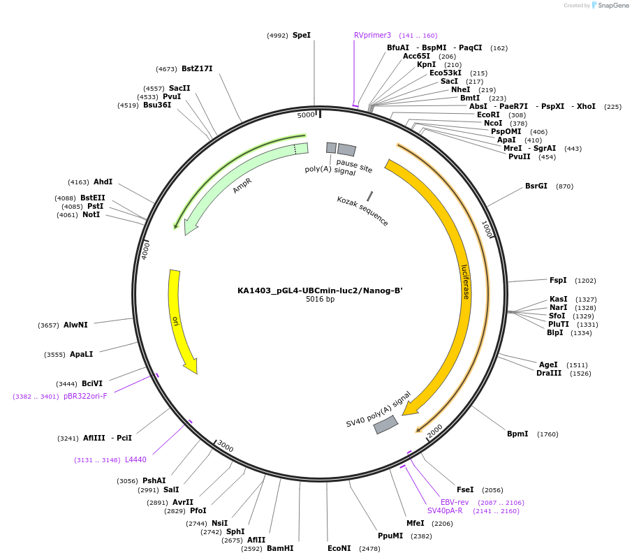 124190-plasmid-map-sequence-id-239525