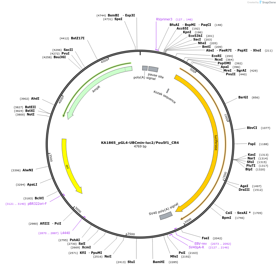 124191-plasmid-map-sequence-id-239526