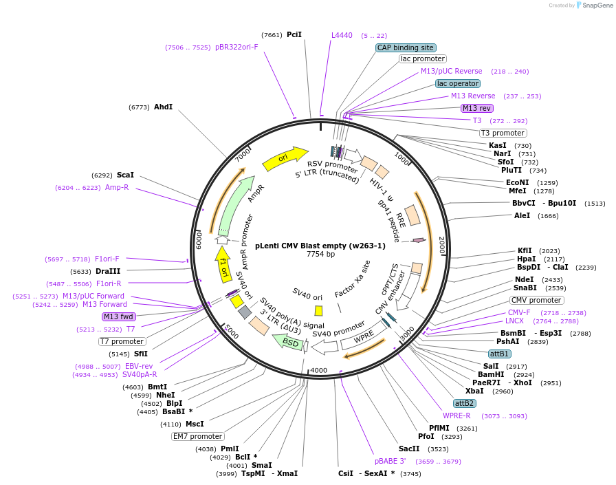 17486-plasmid-map-sequence-id-239544