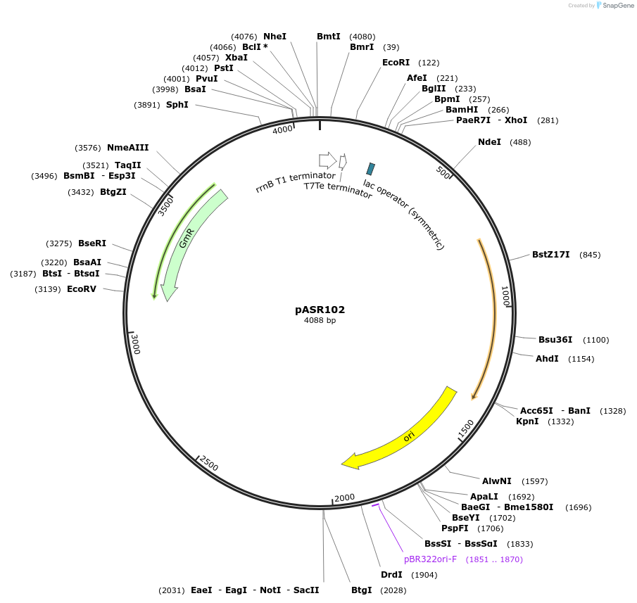 122636-plasmid-map-sequence-id-239556