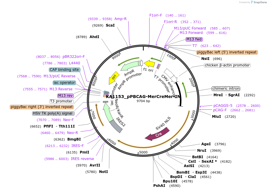 124183-plasmid-map-sequence-id-239589