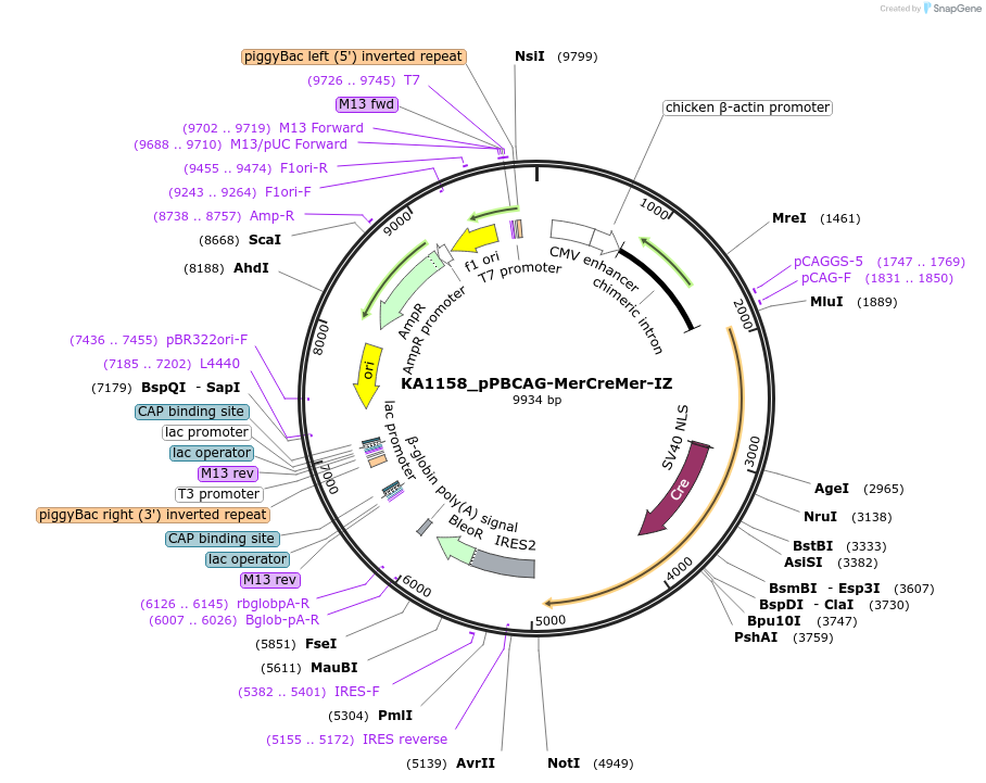 124184-plasmid-map-sequence-id-239590