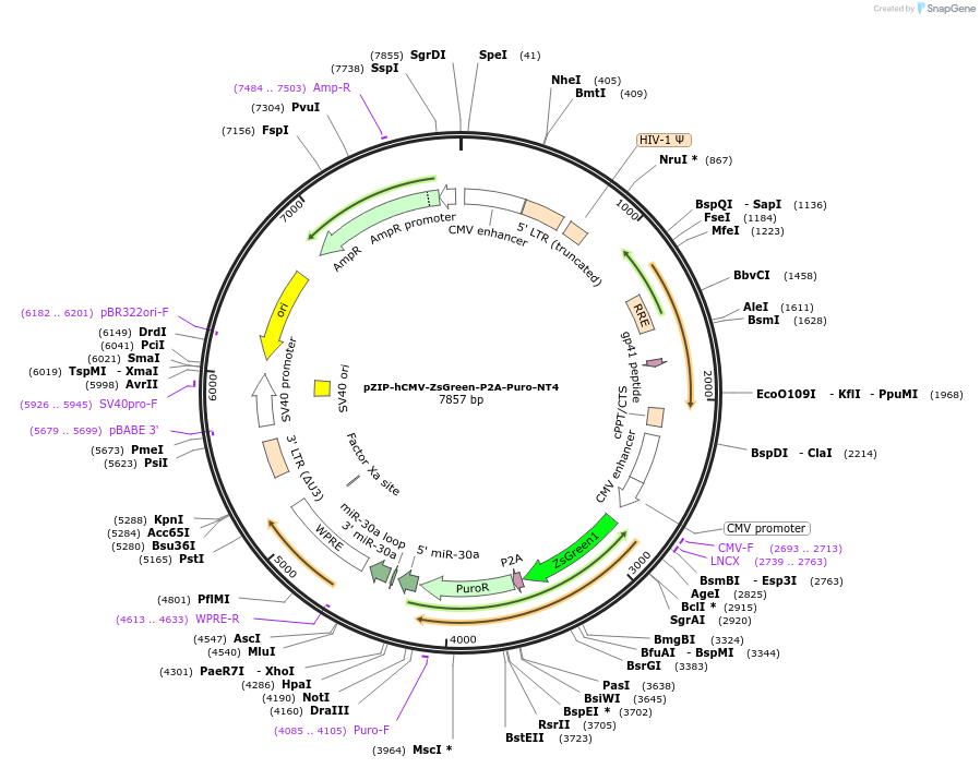 123328-plasmid-map-sequence-id-239598