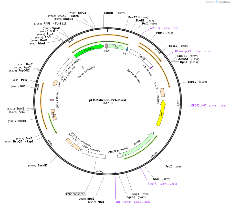 123322-plasmid-map-sequence-id-239612