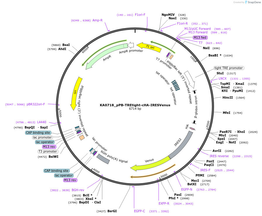 124171-plasmid-map-sequence-id-239656