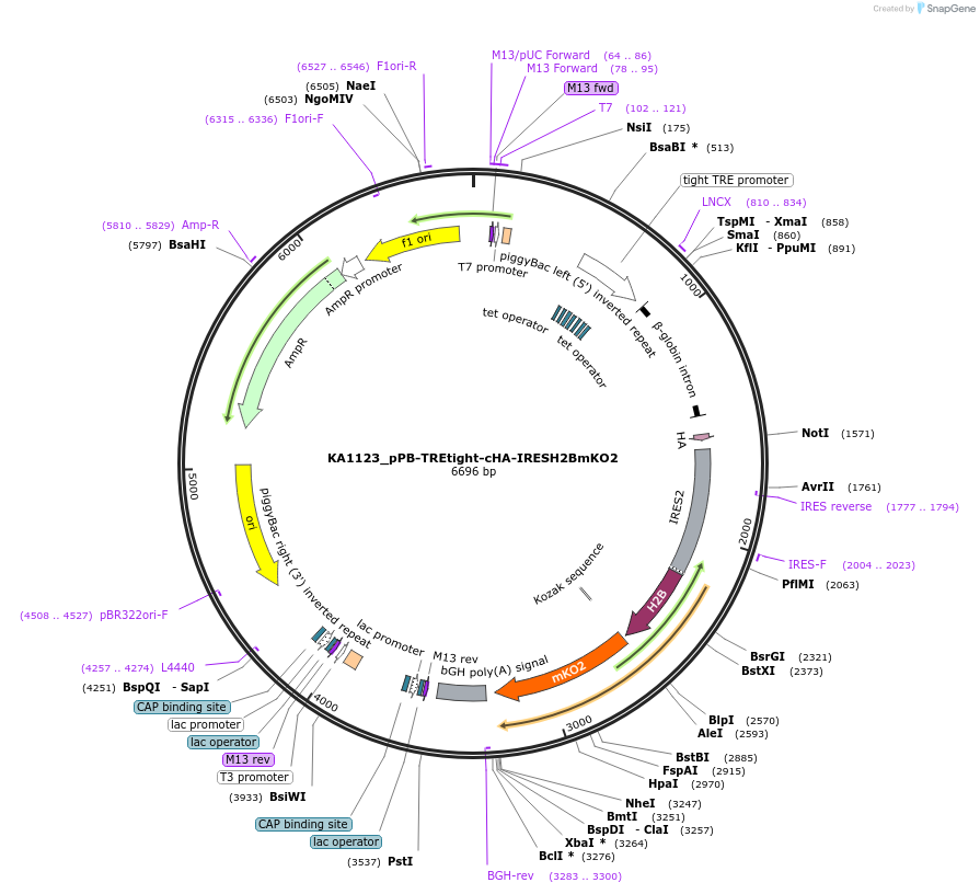 124172-plasmid-map-sequence-id-239657