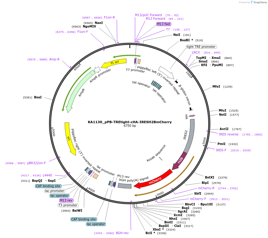 124173-plasmid-map-sequence-id-239659