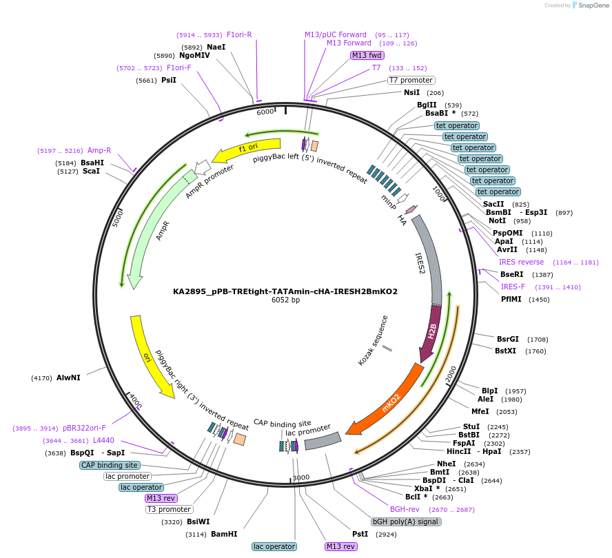 124174-plasmid-map-sequence-id-239660