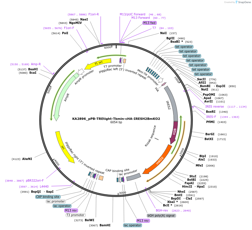 124175-plasmid-map-sequence-id-239662