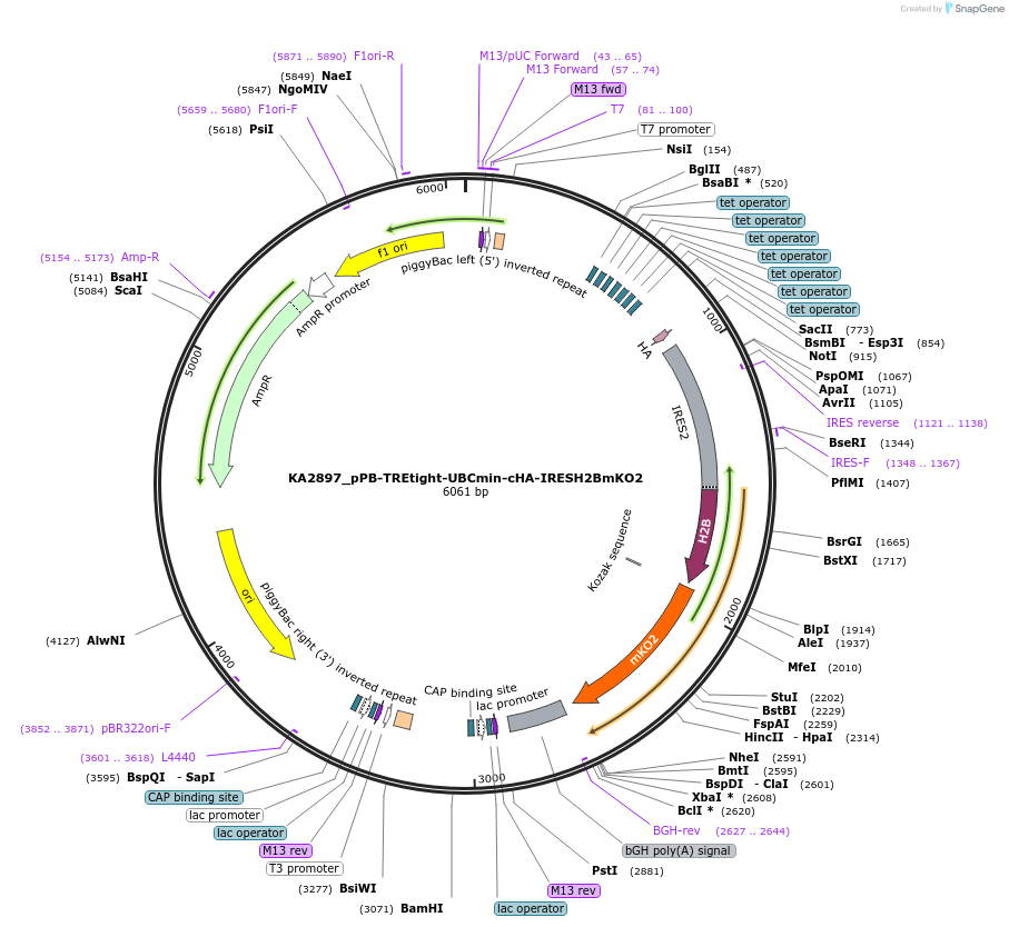 124176-plasmid-map-sequence-id-239664