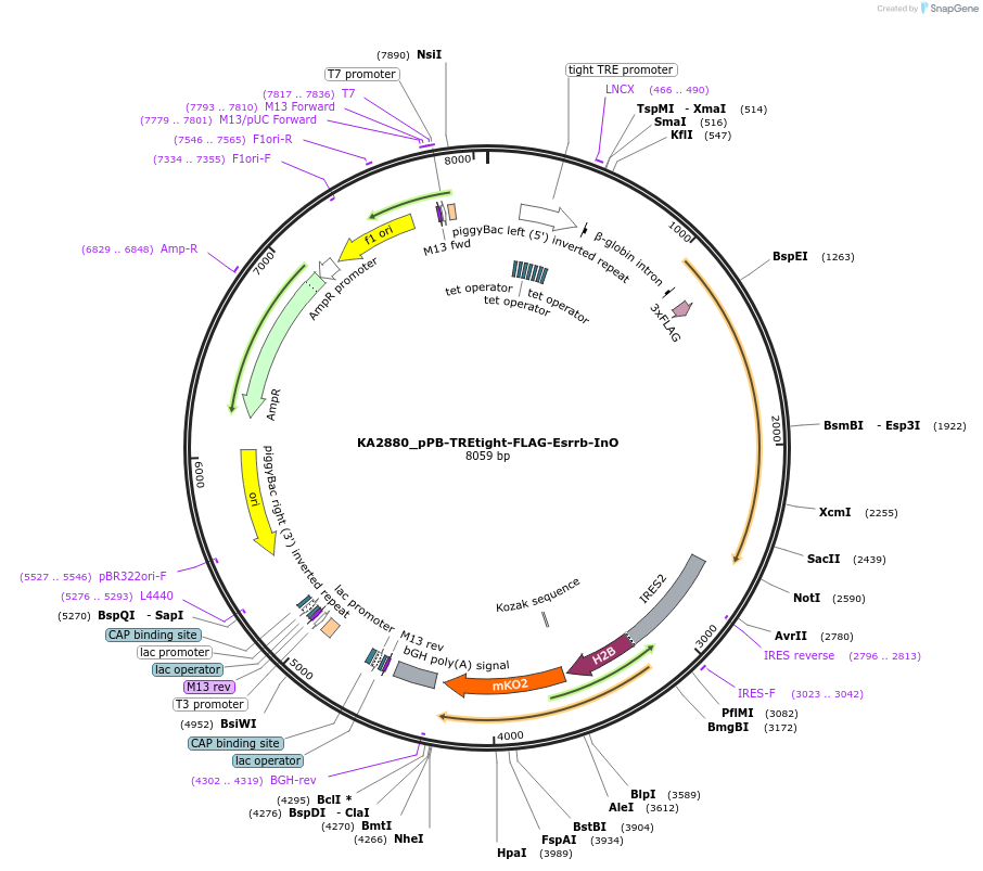 124178-plasmid-map-sequence-id-239666