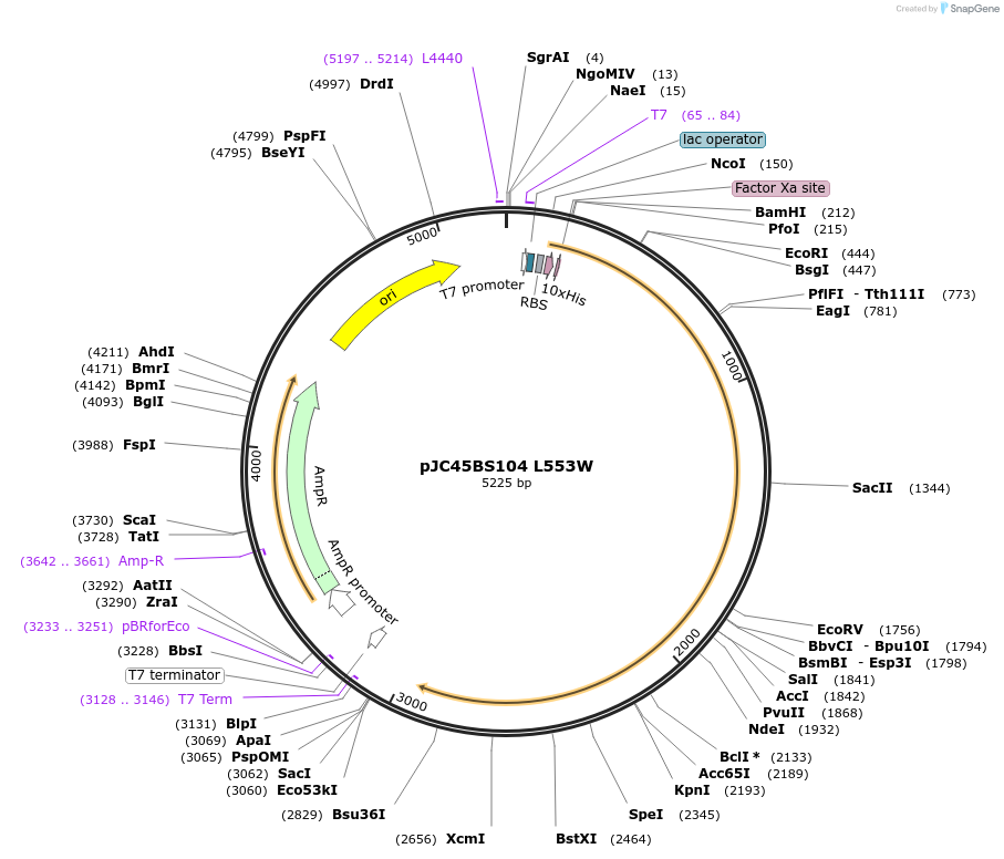 1306-plasmid-map-sequence-id-24