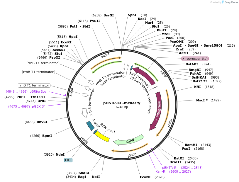 116947-plasmid-map-sequence-id-240243