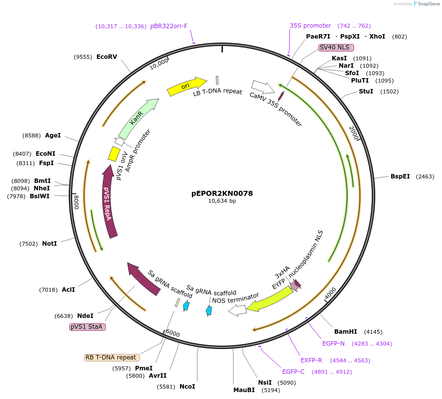 117645-plasmid-map-sequence-id-240245