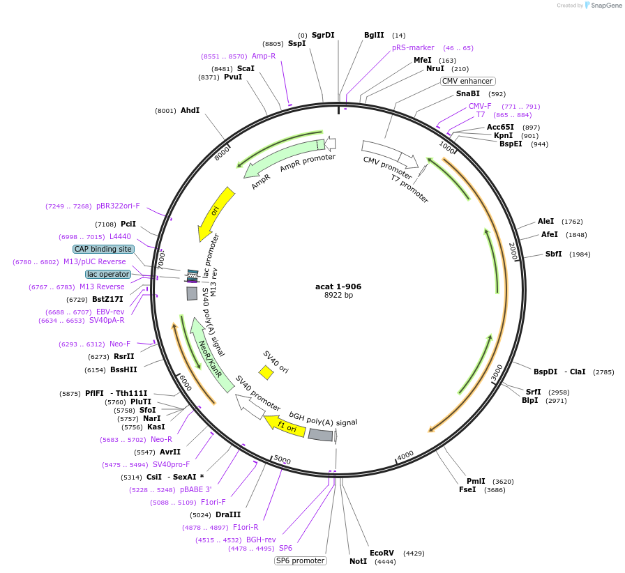 24194-plasmid-map-sequence-id-240248