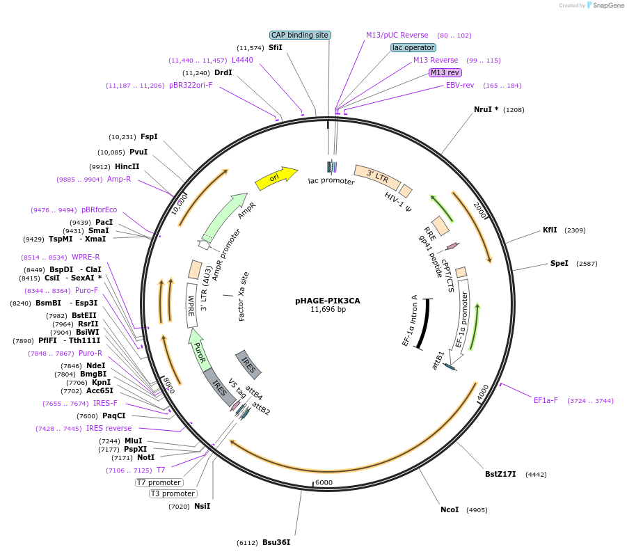 116771-plasmid-map-sequence-id-240254