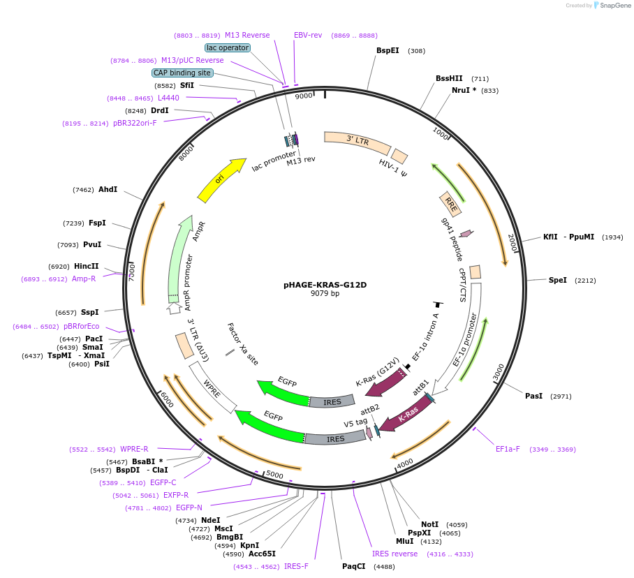 116423-plasmid-map-sequence-id-240260