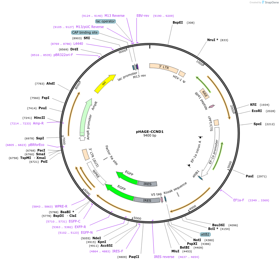 116721-plasmid-map-sequence-id-240265