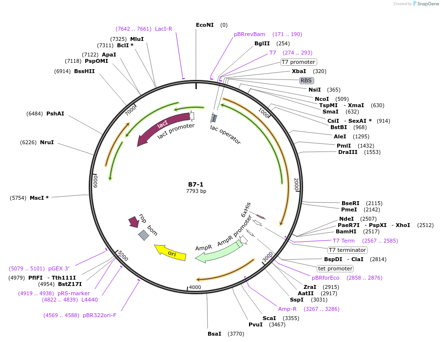 111489-plasmid-map-sequence-id-240275