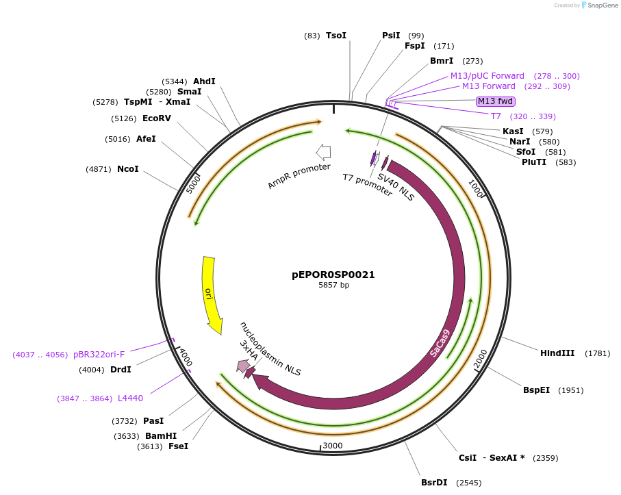 117532-plasmid-map-sequence-id-240323