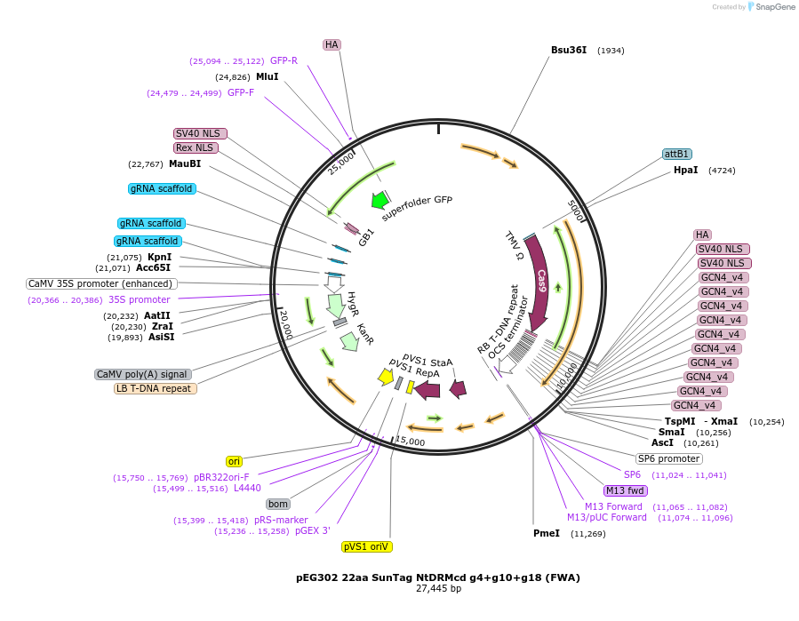 115487-plasmid-map-sequence-id-240326