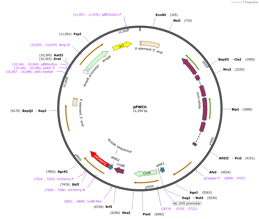 124238-plasmid-map-sequence-id-240330