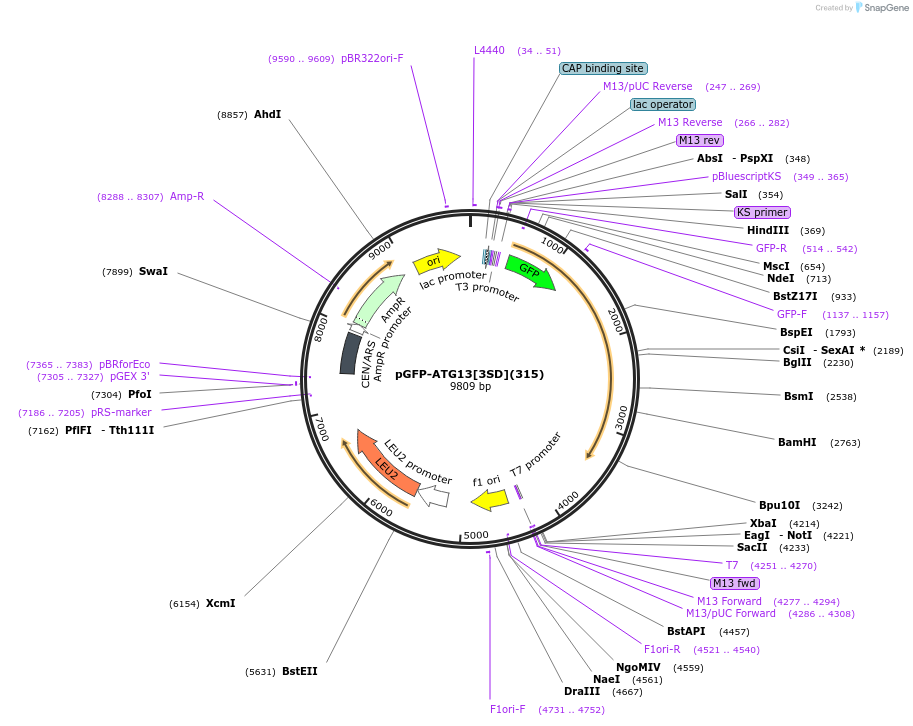 122074-plasmid-map-sequence-id-240344