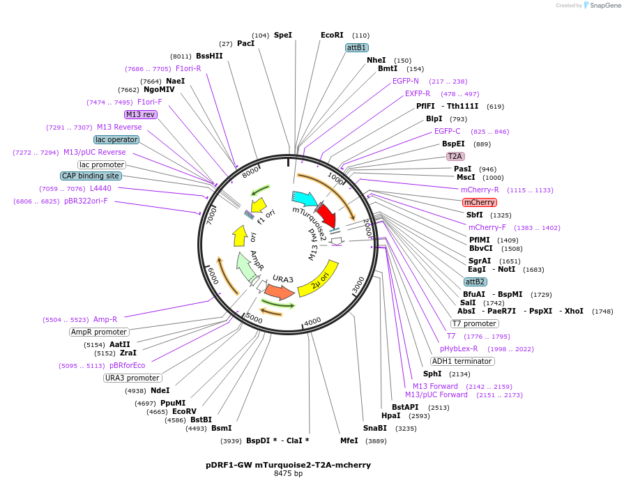 118433-plasmid-map-sequence-id-240362