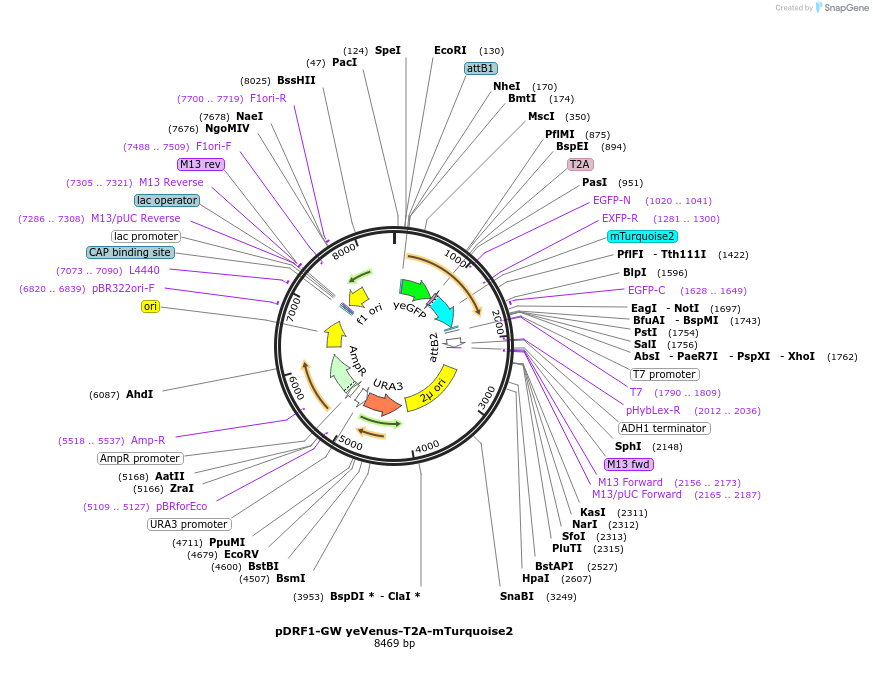 118440-plasmid-map-sequence-id-240366