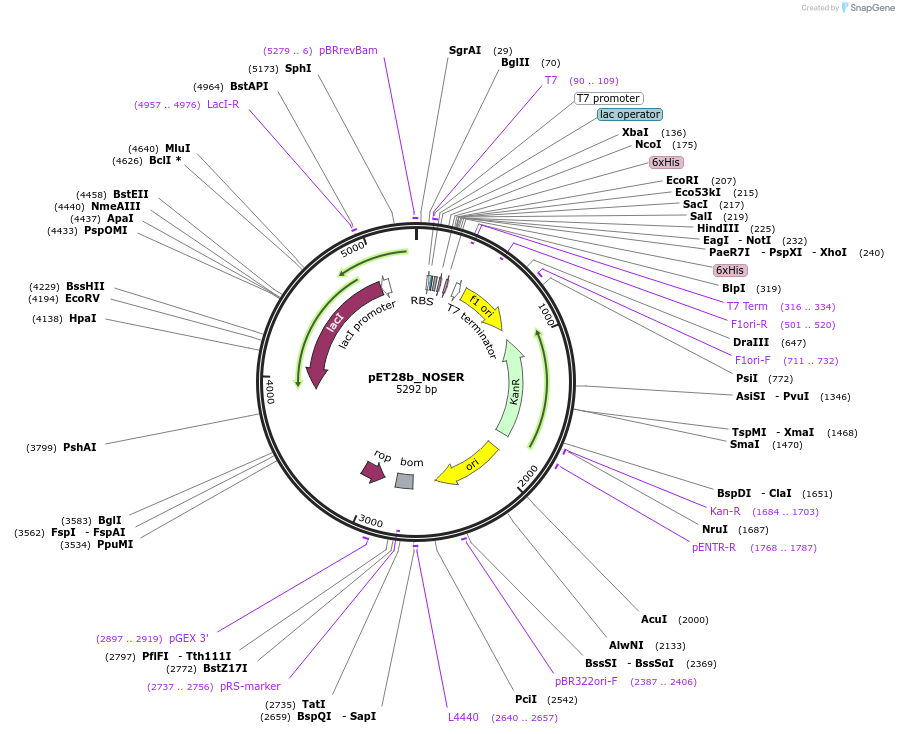 124244-plasmid-map-sequence-id-240376