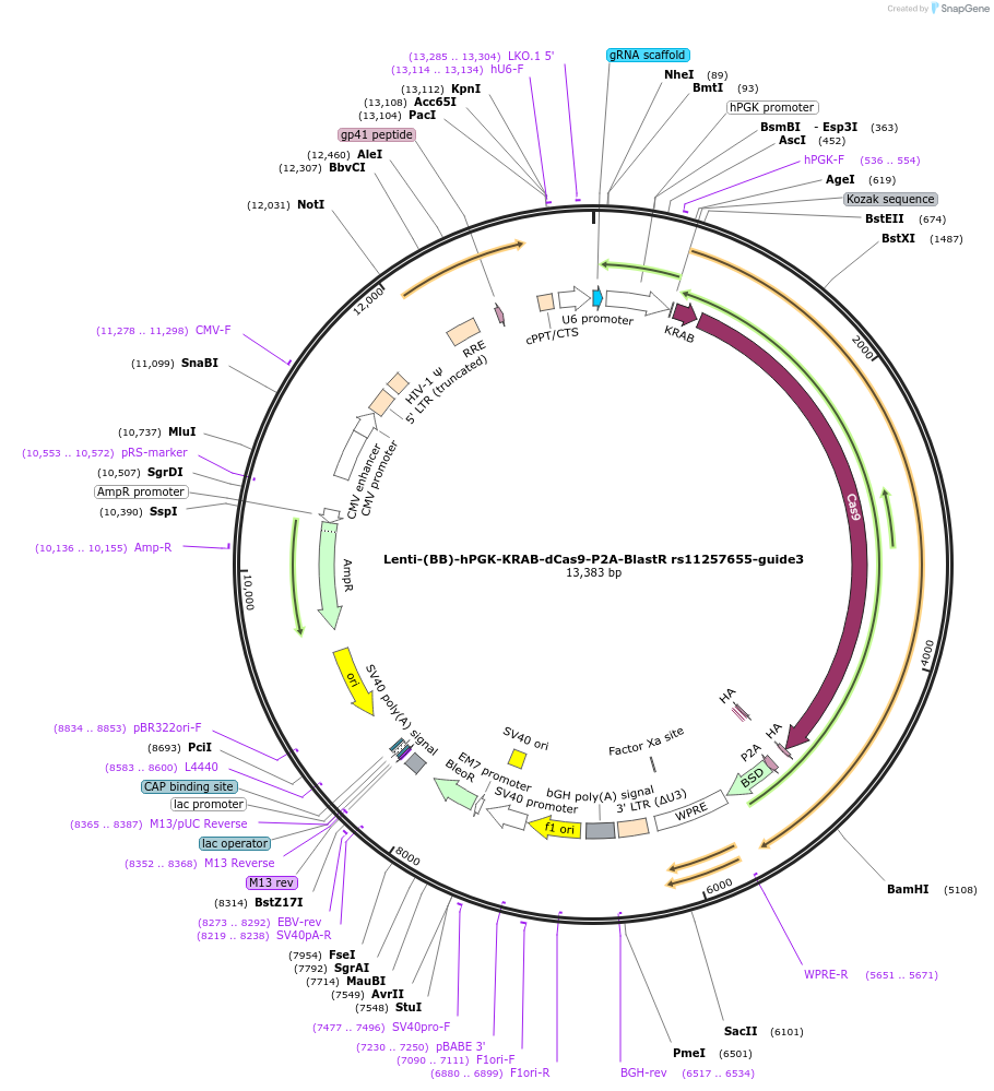 118202-plasmid-map-sequence-id-240385
