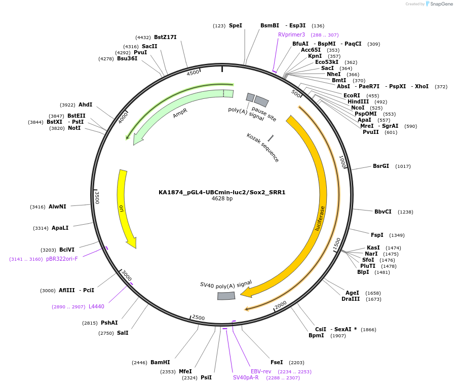 124197-plasmid-map-sequence-id-240395