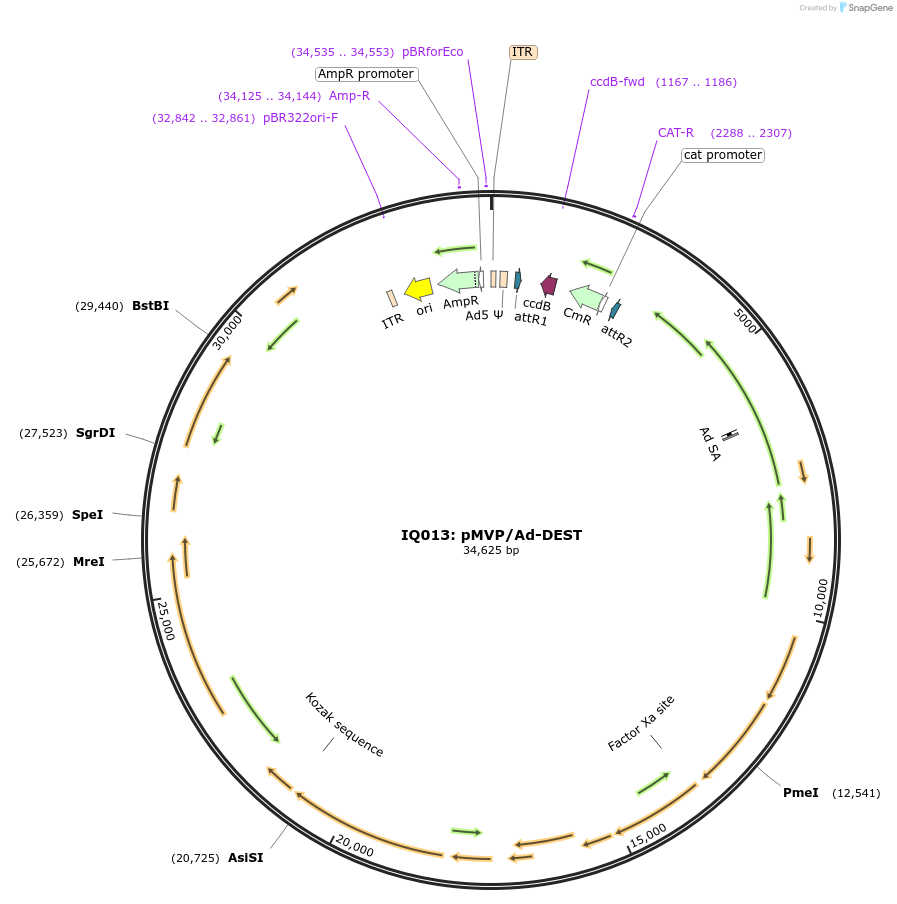 121843-plasmid-map-sequence-id-240398