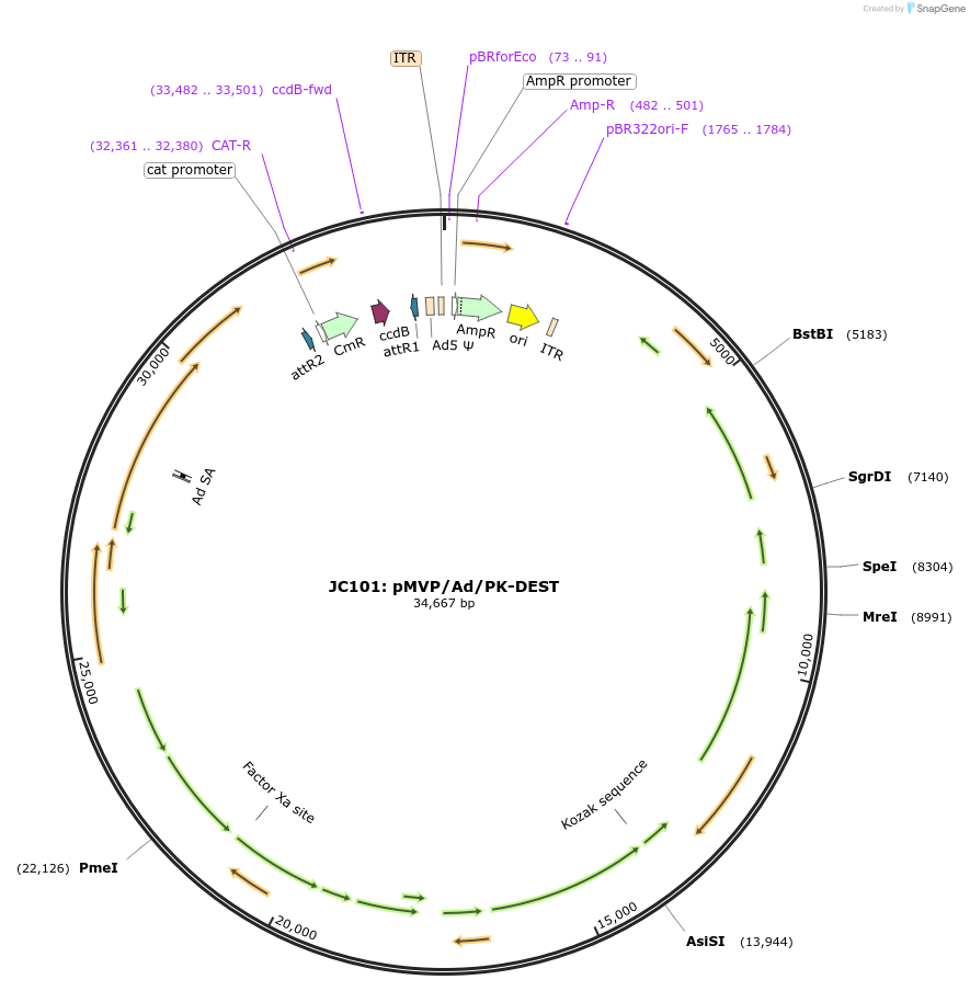 121845-plasmid-map-sequence-id-240401