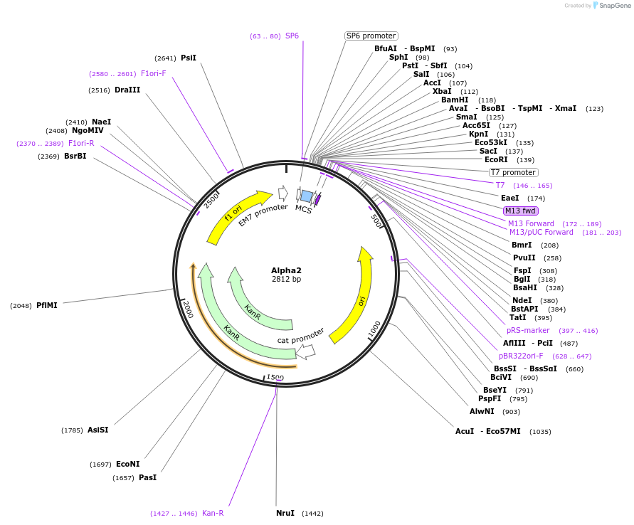 118045-plasmid-map-sequence-id-240452