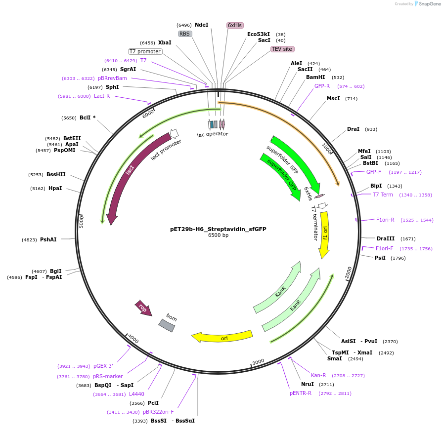 124296-plasmid-map-sequence-id-240453
