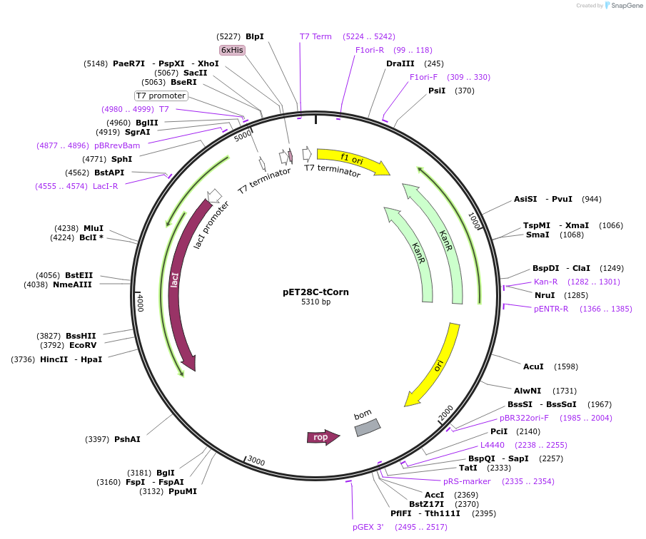 124588-plasmid-map-sequence-id-240455