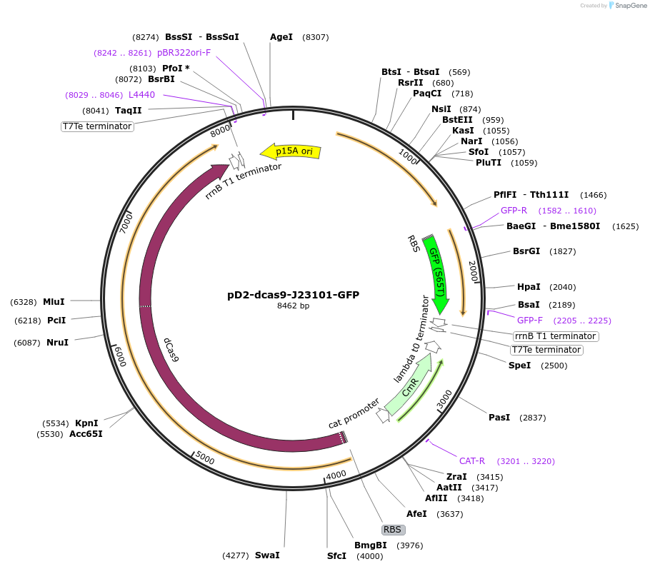 122260-plasmid-map-sequence-id-240457